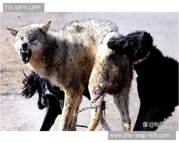 狼群与熊的生存斗争探秘自然界的强者对决与生态平衡